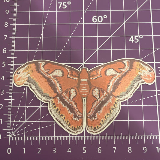 Fuzzy Atlas Moth Sticker